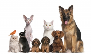 Group of pets: dog, cat, bird, rabbit